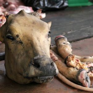 Cow head