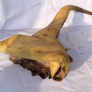 Cow tail