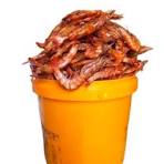 prawns(paint )